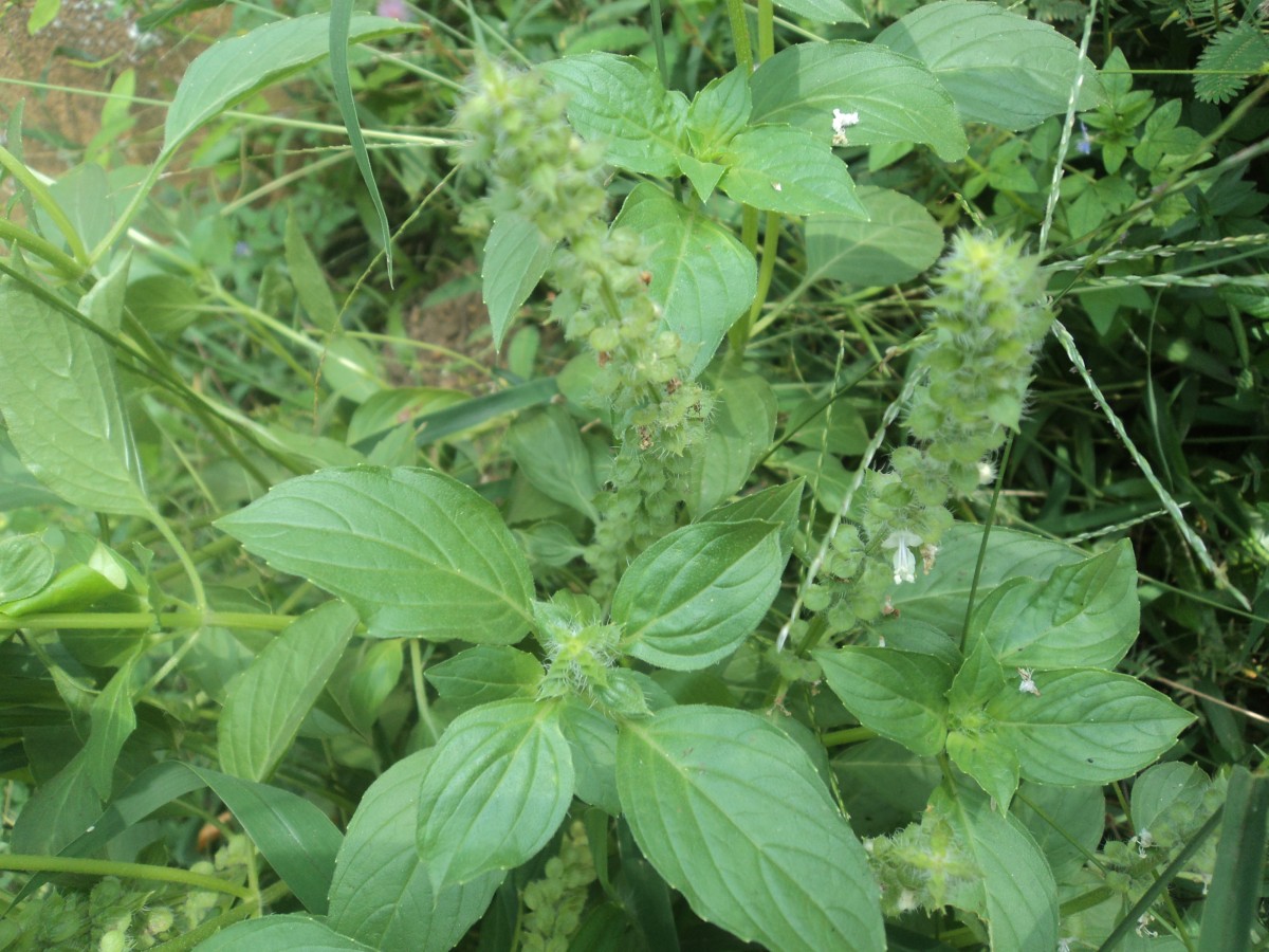 Ocimum americanum L.